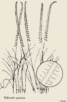 image of sideoats grama